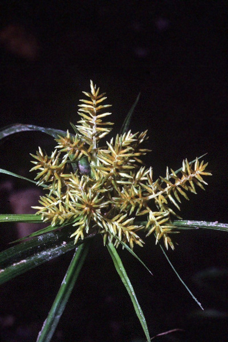 Yellow Nutsedge photo 4