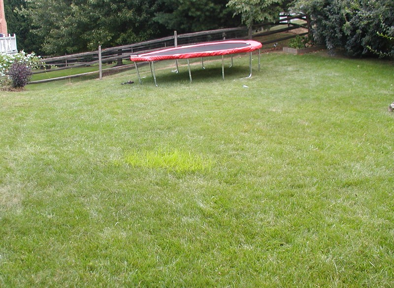 Yellow Nutsedge photo 6