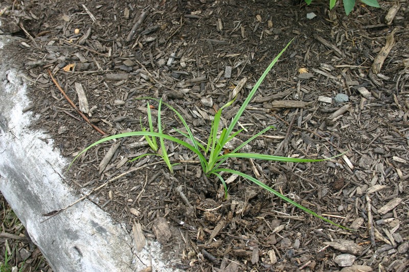 Yellow Nutsedge photo 7