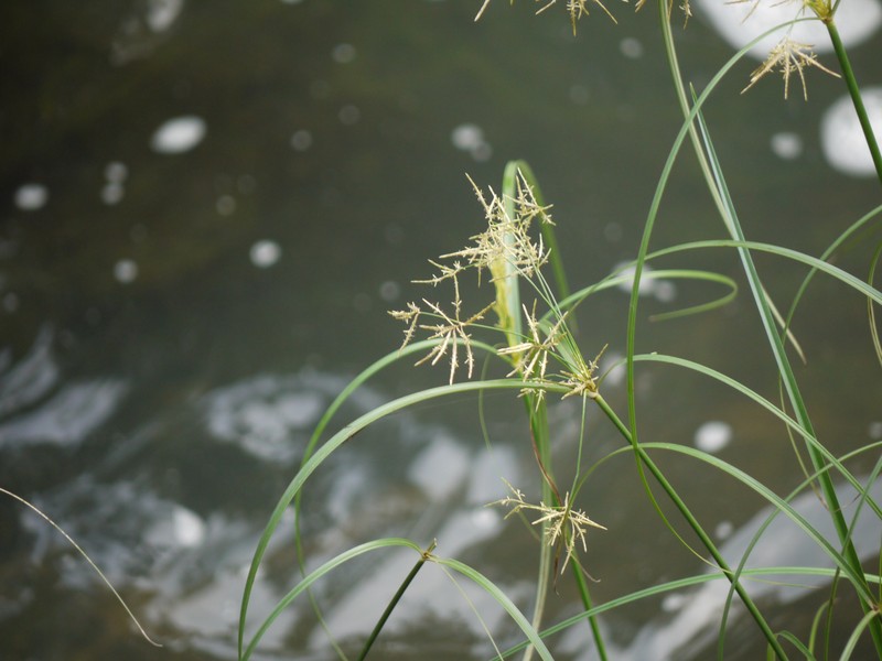 Yellow Nutsedge photo 8