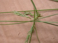 Alpine Flatsedge