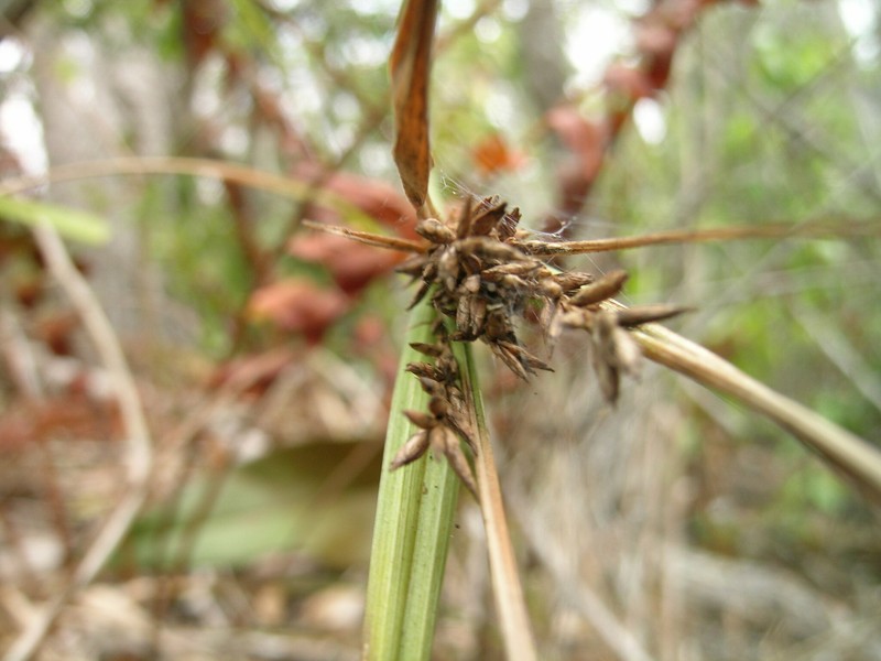 Alpine Flatsedge photo 3