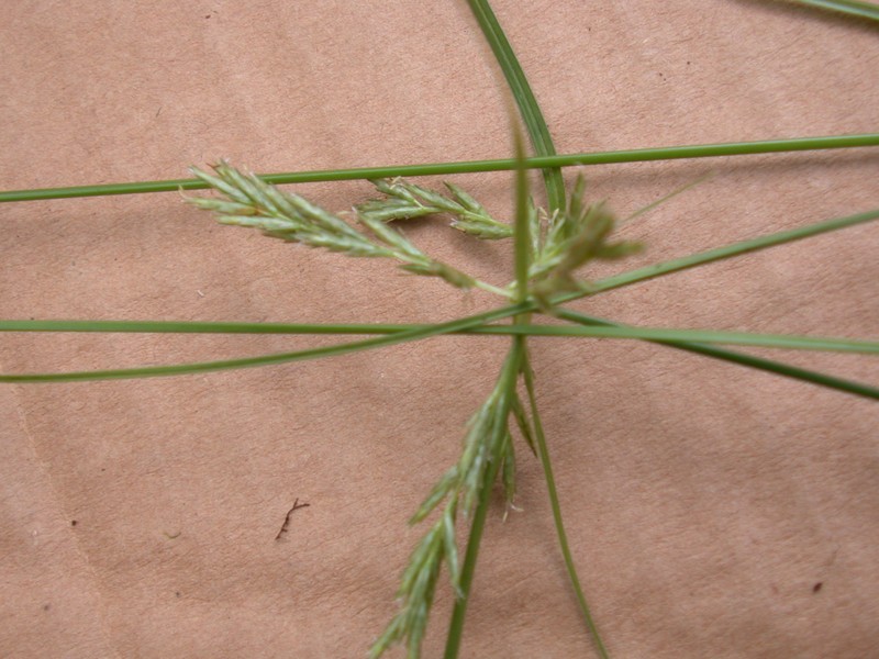 Alpine Flatsedge photo 4