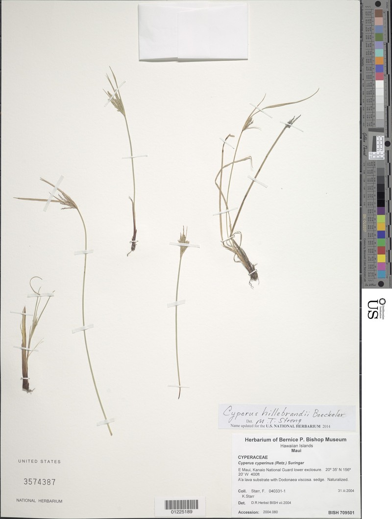 Alpine Flatsedge photo 5