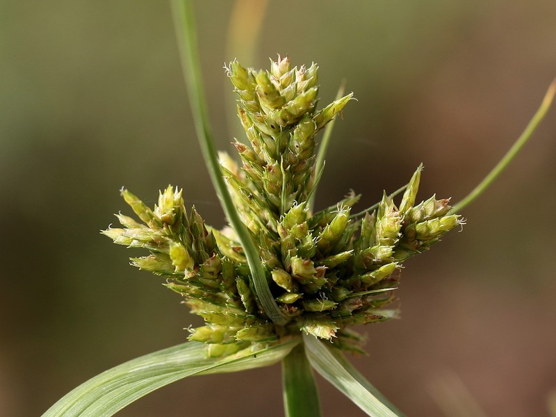 Fendler's Flatsedge
