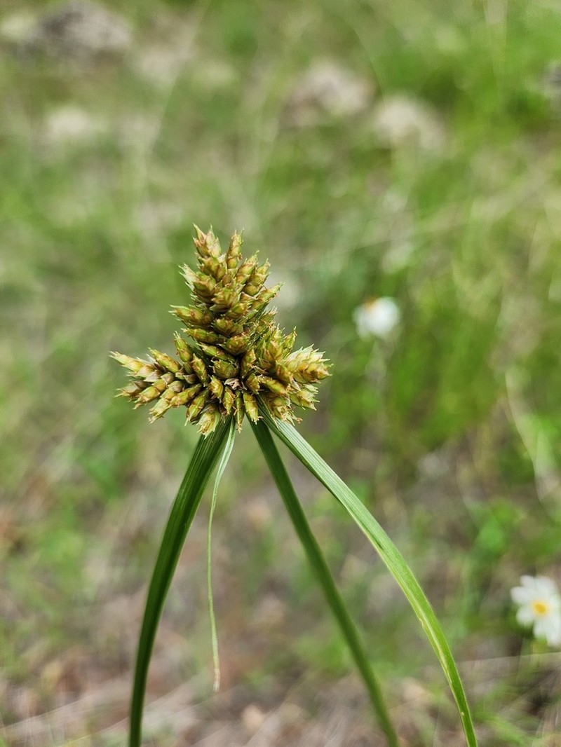 Fendler's Flatsedge photo 2