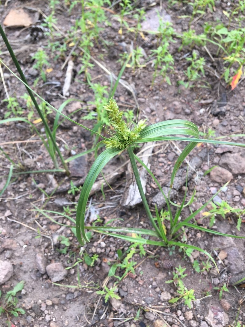 Fendler's Flatsedge photo 3
