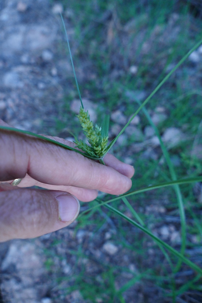 Fendler's Flatsedge photo 4