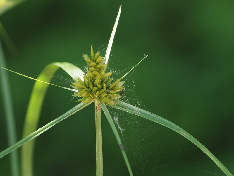 Fendler's Flatsedge photo 5
