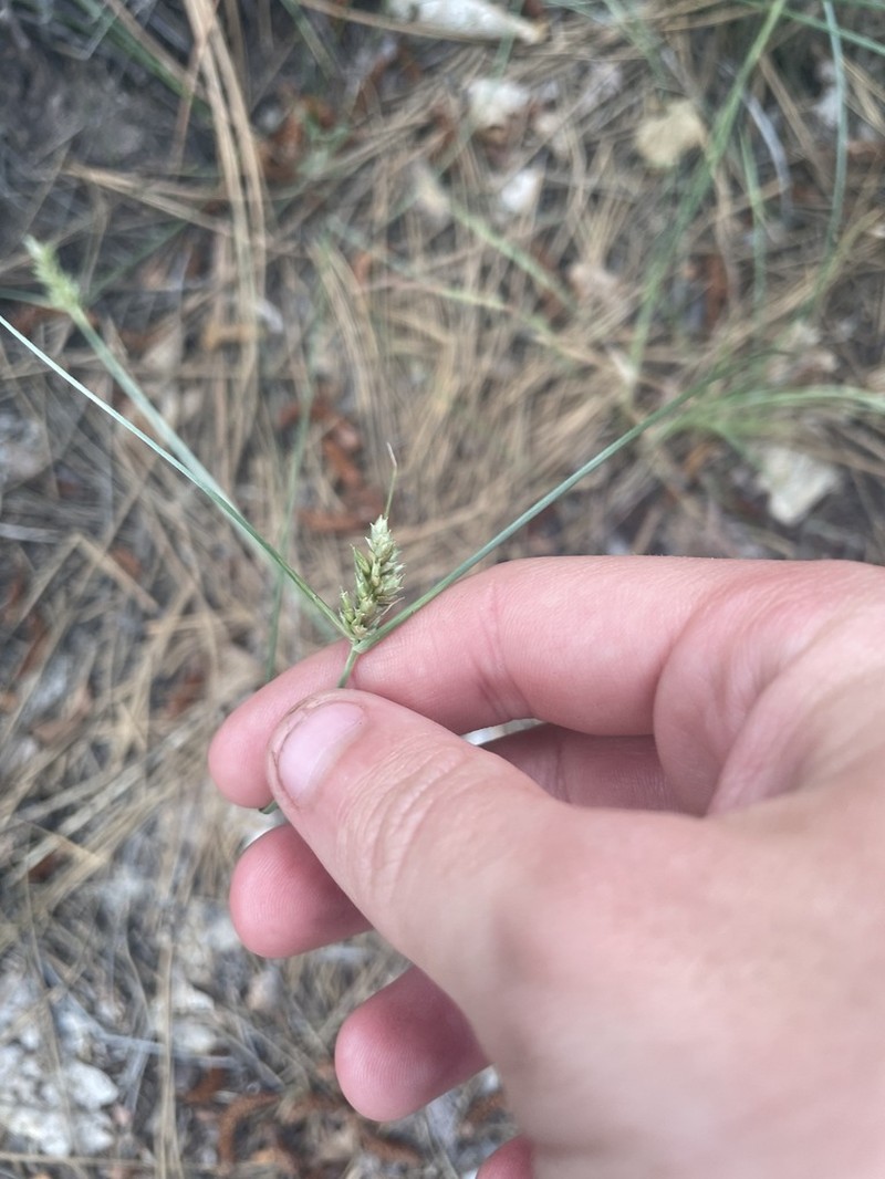 Fendler's Flatsedge photo 6