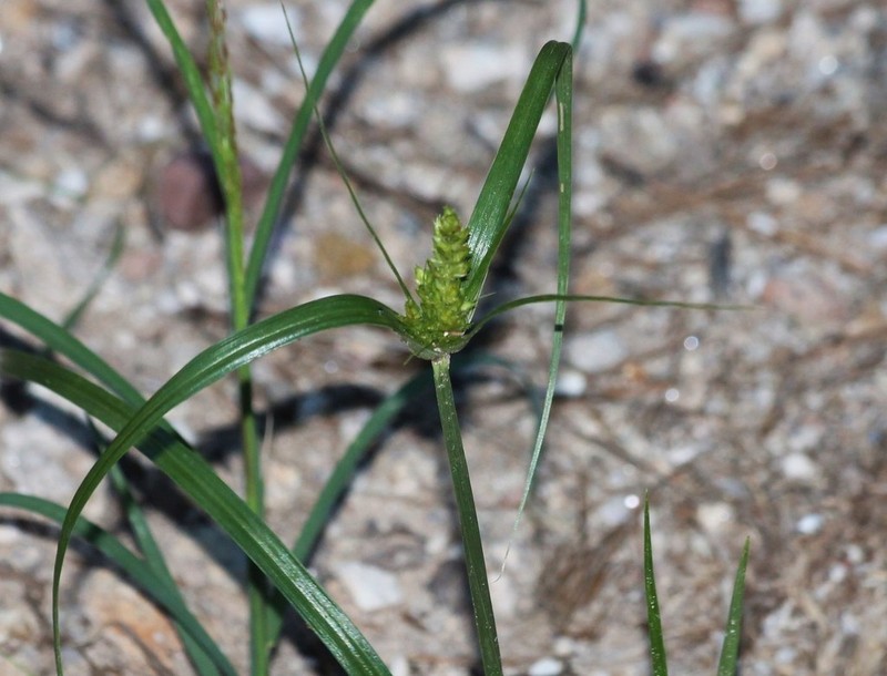 Fendler's Flatsedge photo 7