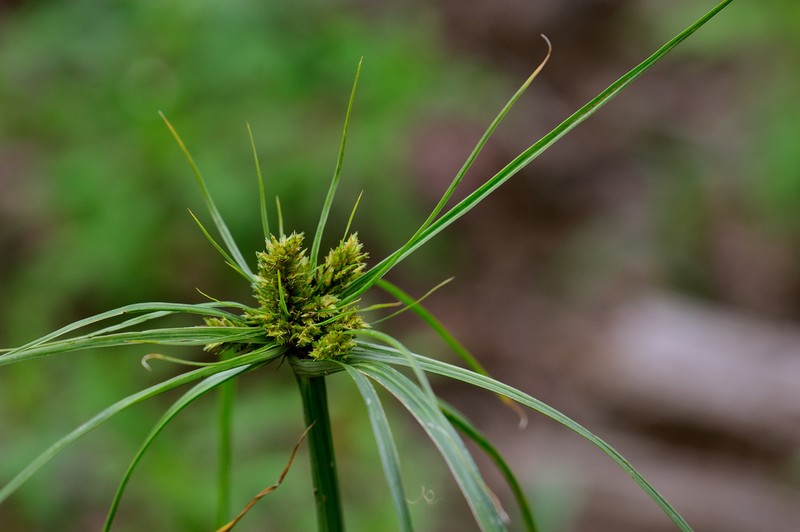 Fendler's Flatsedge photo 8