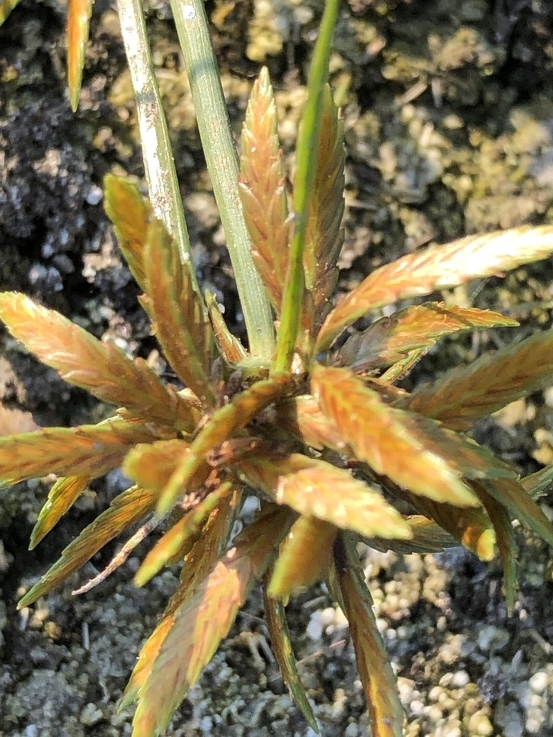 Fern Flatsedge
