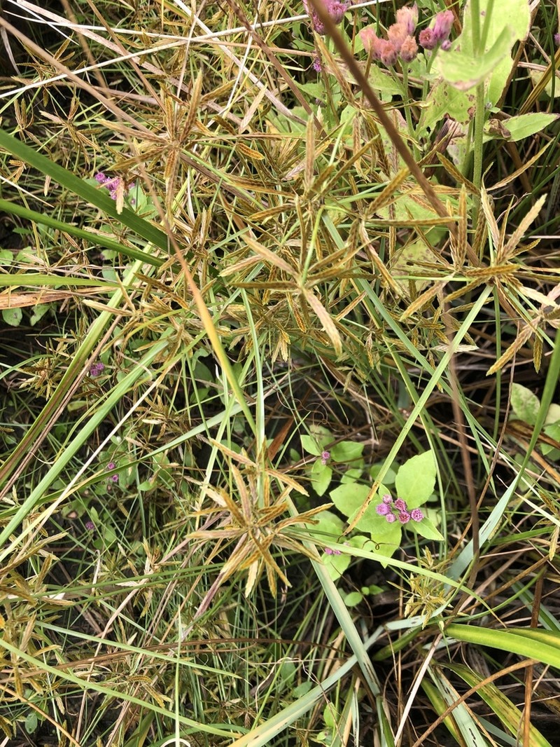 Fern Flatsedge photo 2