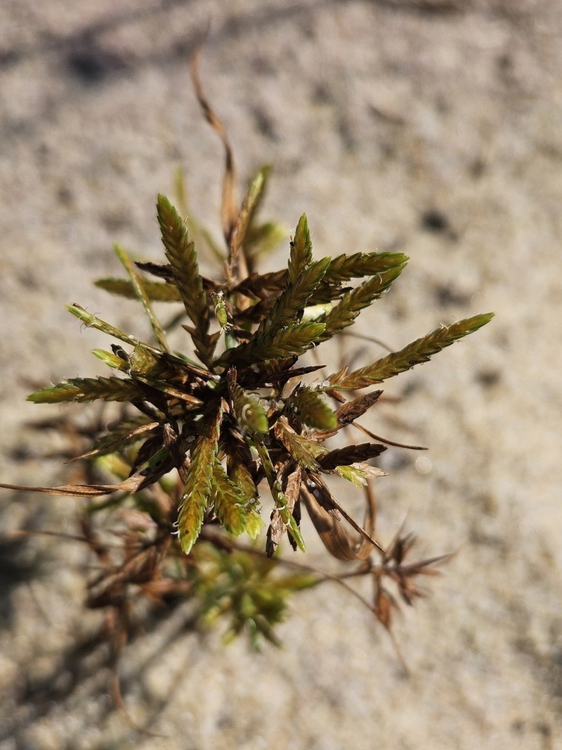 Fern Flatsedge photo 3