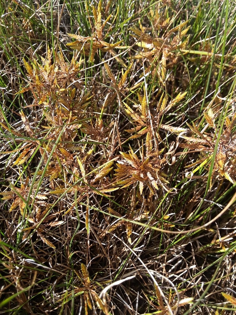 Fern Flatsedge photo 4