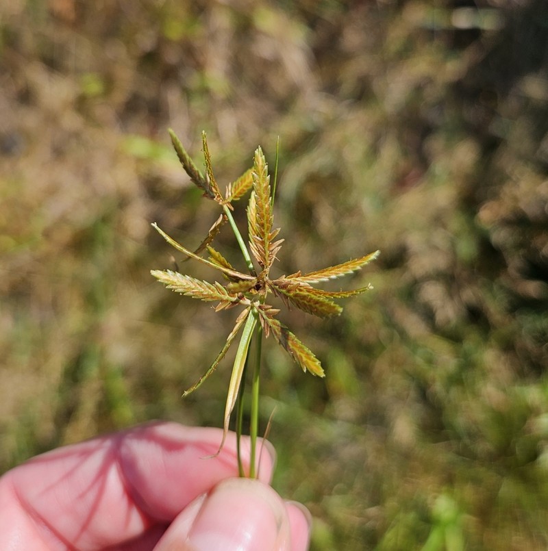 Fern Flatsedge photo 5