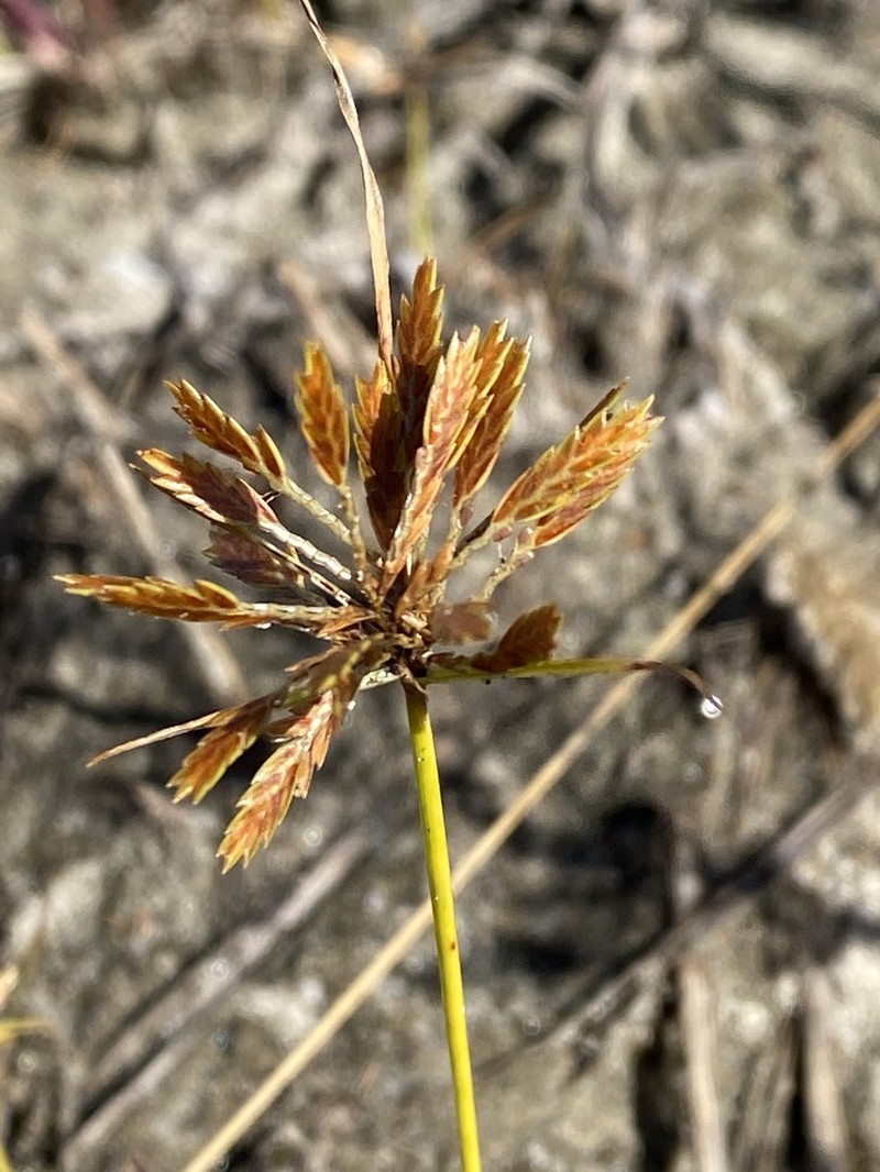 Fern Flatsedge photo 6