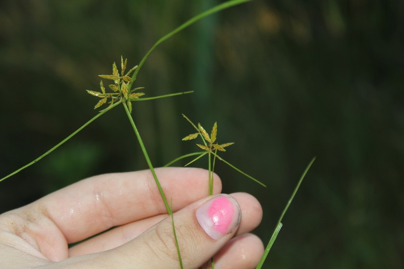 Fern Flatsedge photo 7