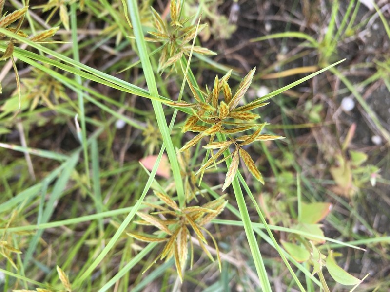 Fern Flatsedge photo 8