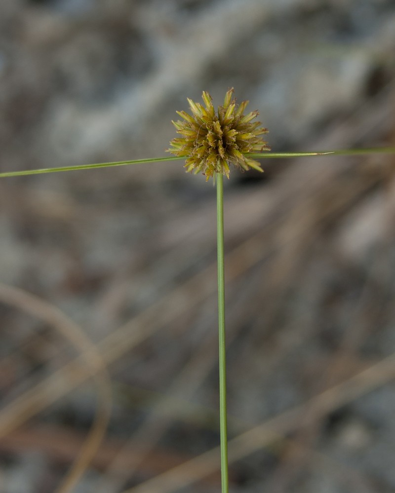 Cyperus filiculmis