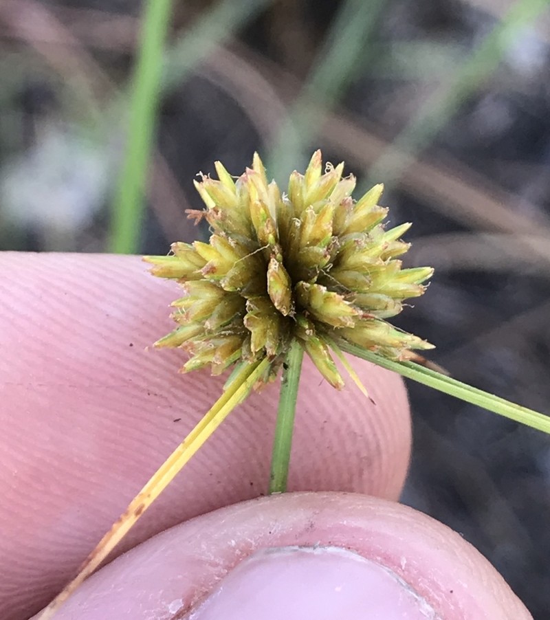 Cyperus filiculmis photo 2