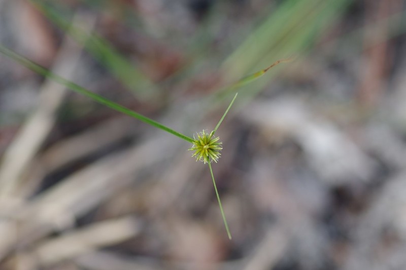 Cyperus filiculmis photo 3