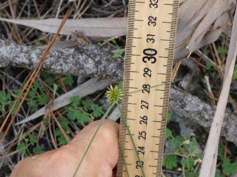 Cyperus filiculmis photo 4