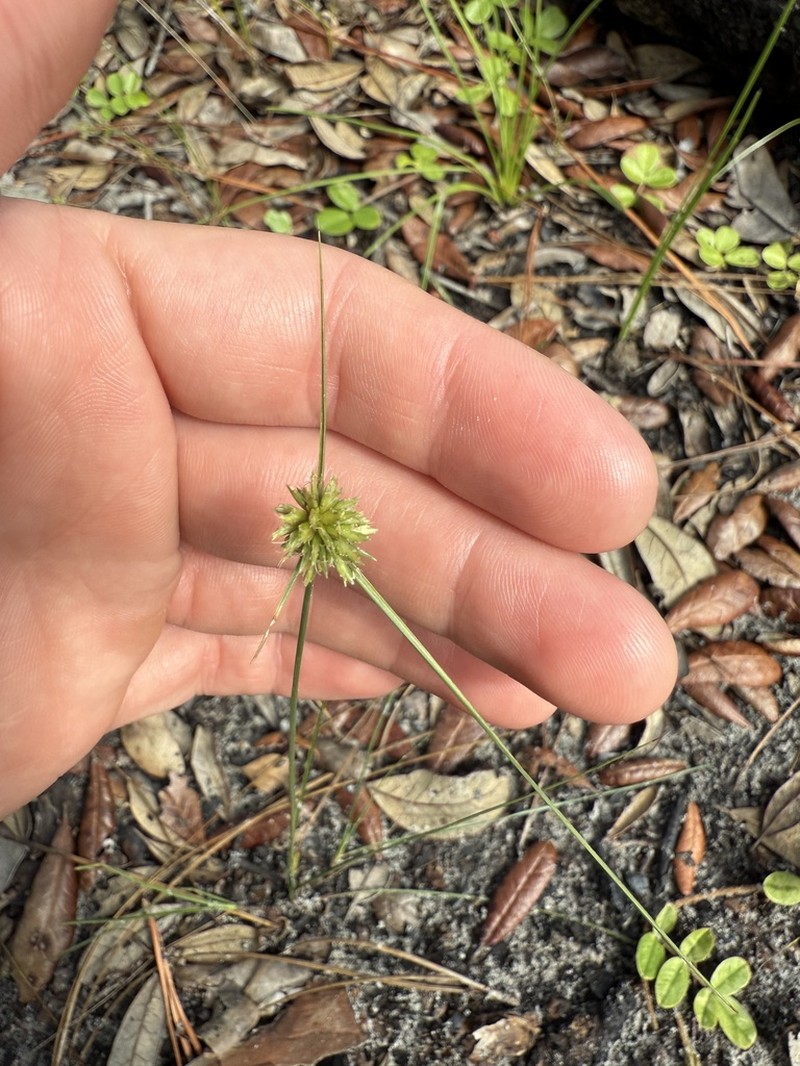 Cyperus filiculmis photo 5