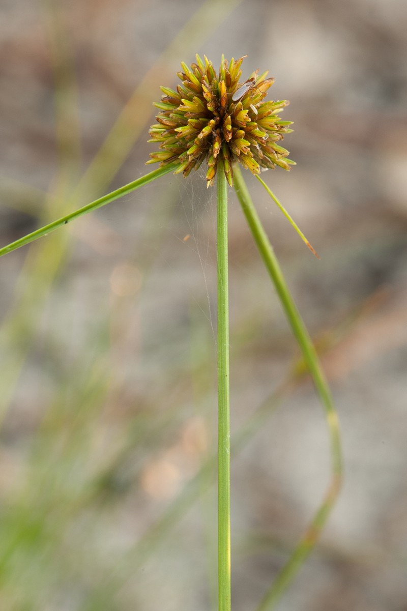 Cyperus filiculmis photo 6