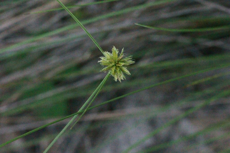 Cyperus filiculmis photo 7