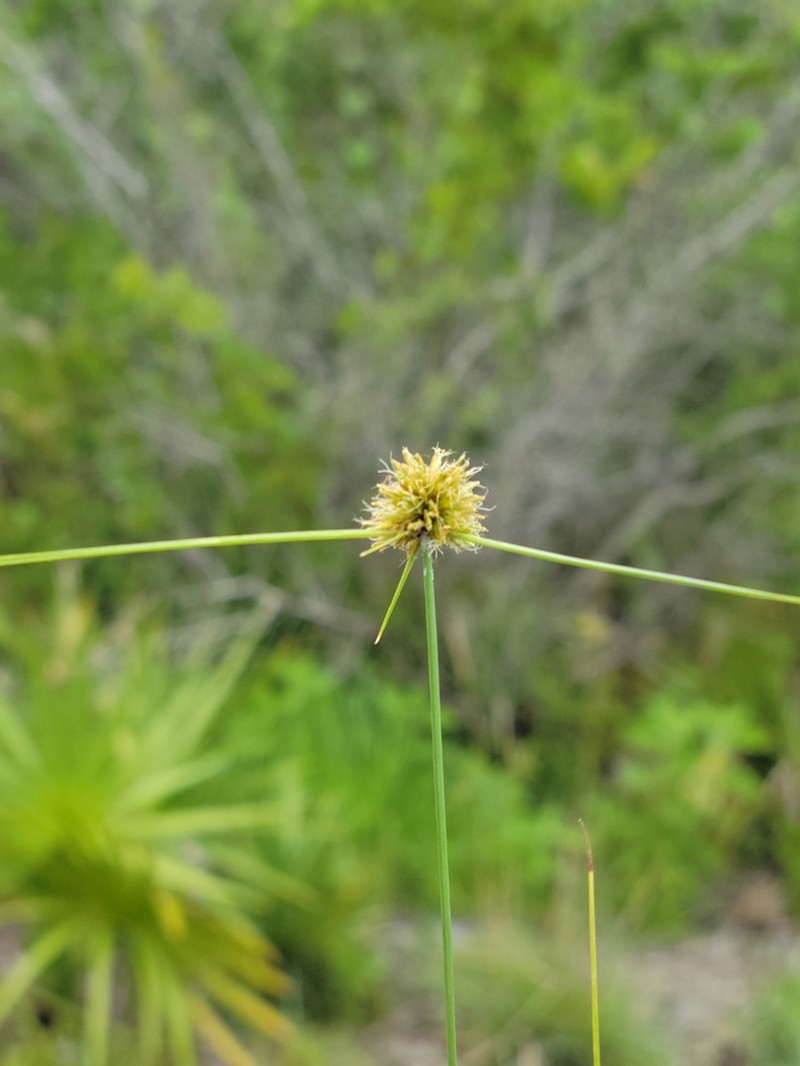 Cyperus filiculmis photo 8