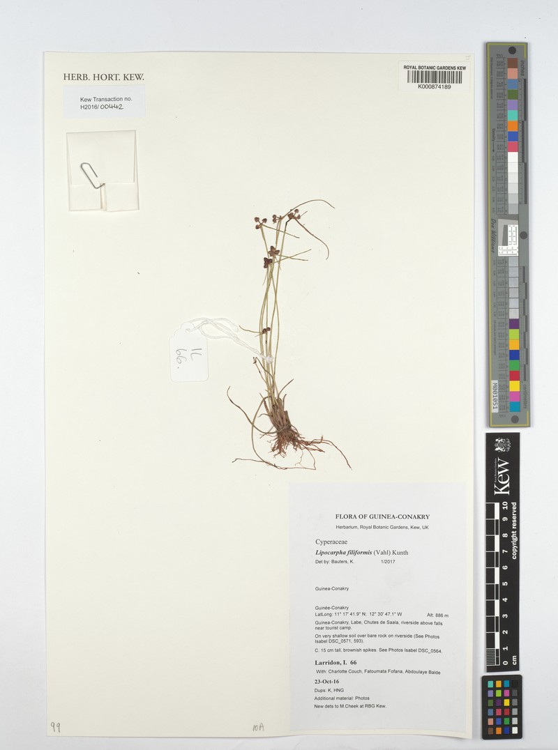 Wiry Flatsedge