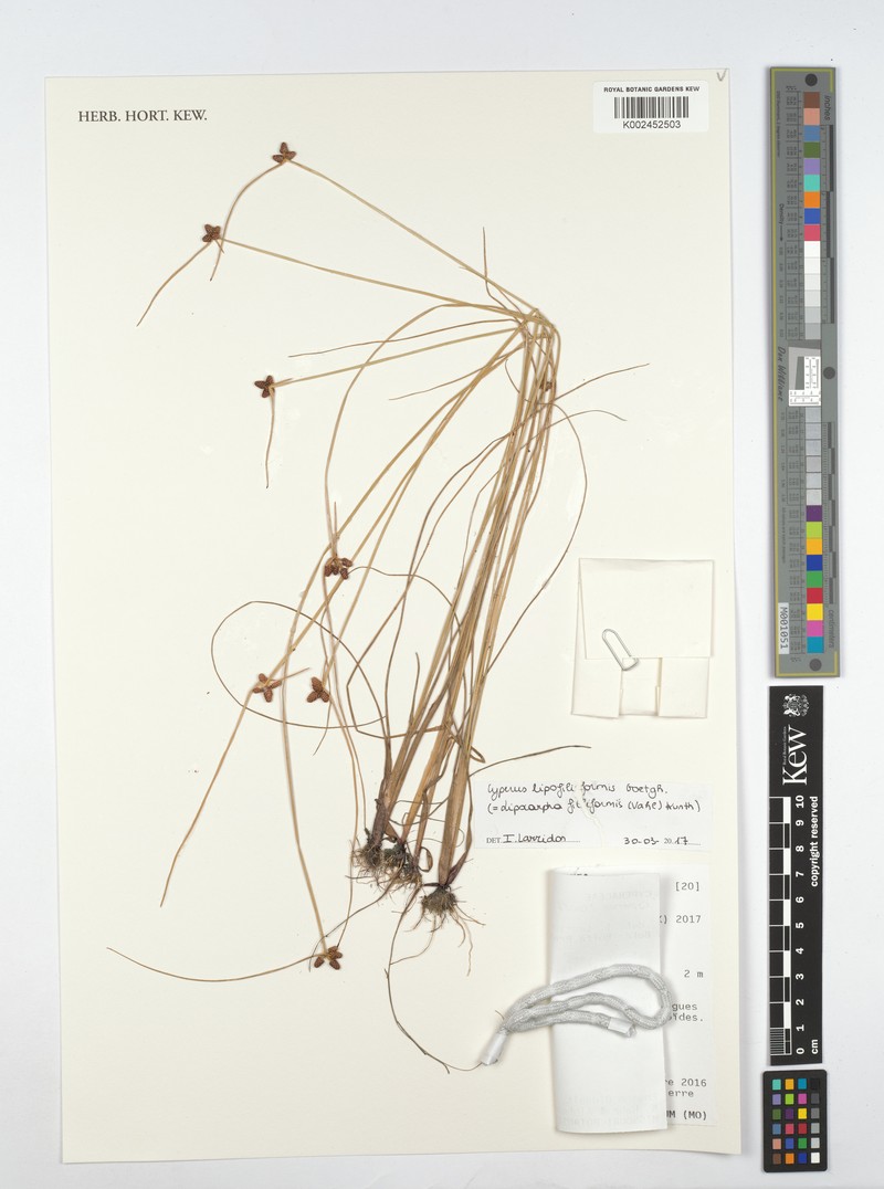 Wiry Flatsedge photo 2