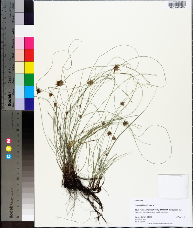 Wiry Flatsedge photo 3