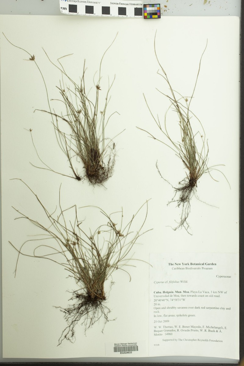 Wiry Flatsedge photo 4