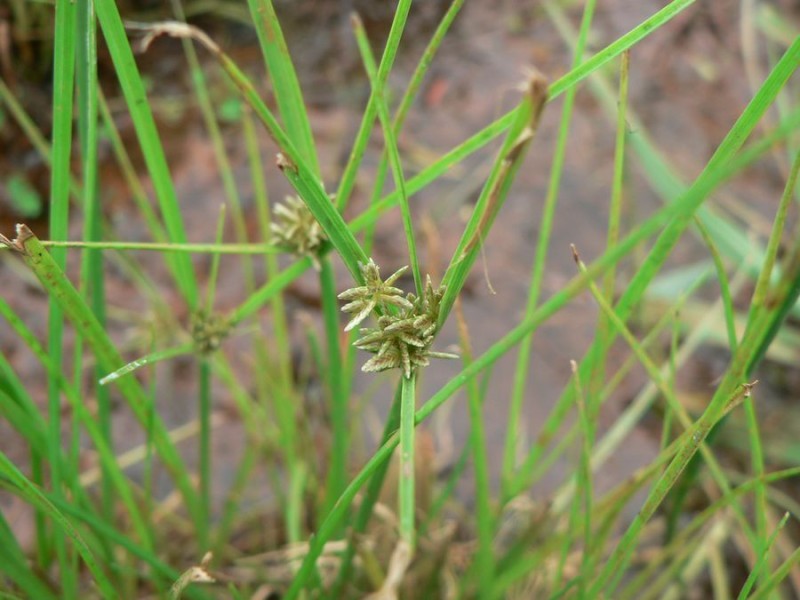 Yellow Flatsedge