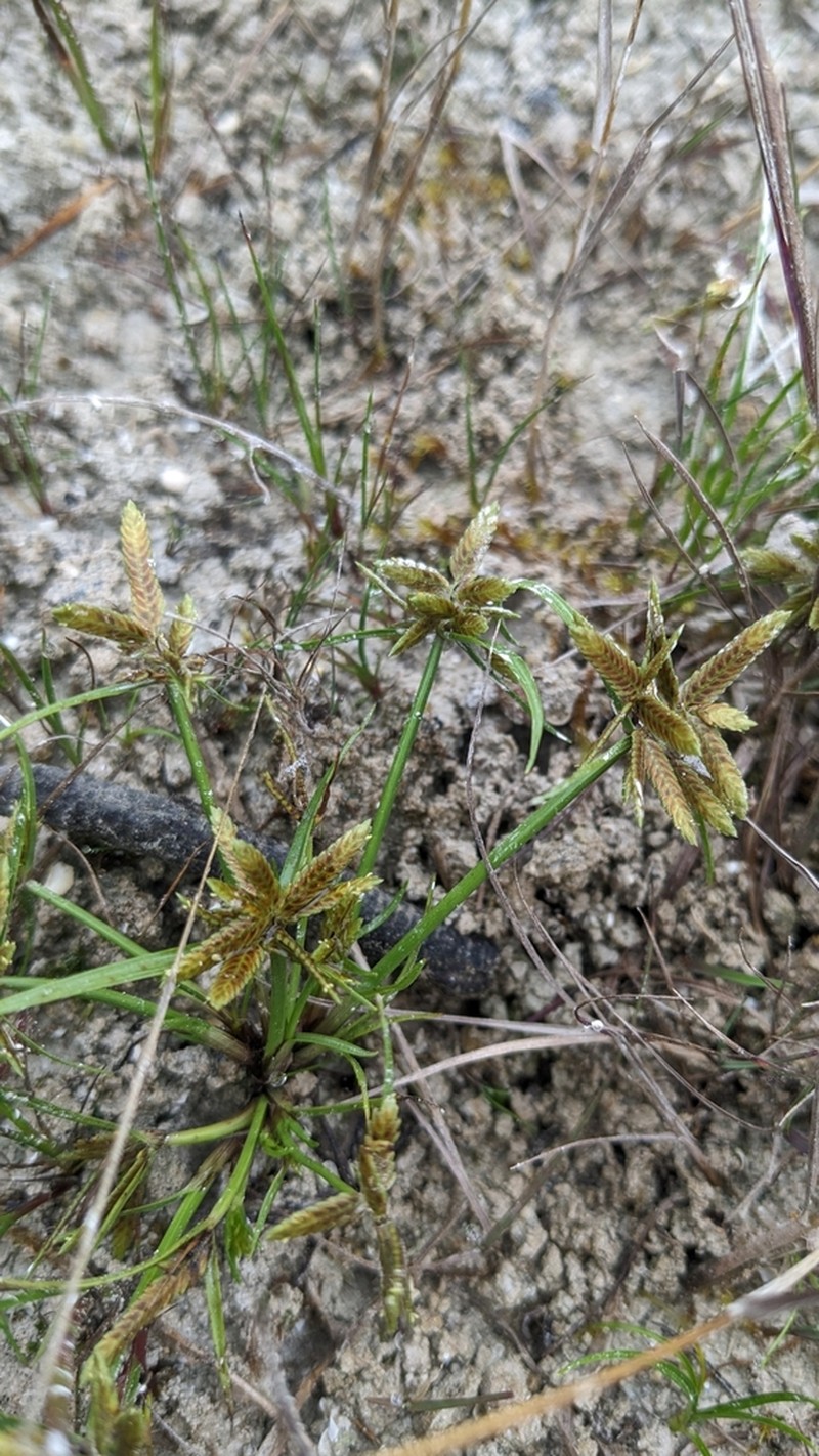 Yellow Flatsedge