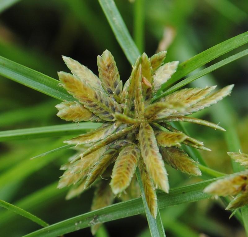 Yellow Flatsedge photo 2