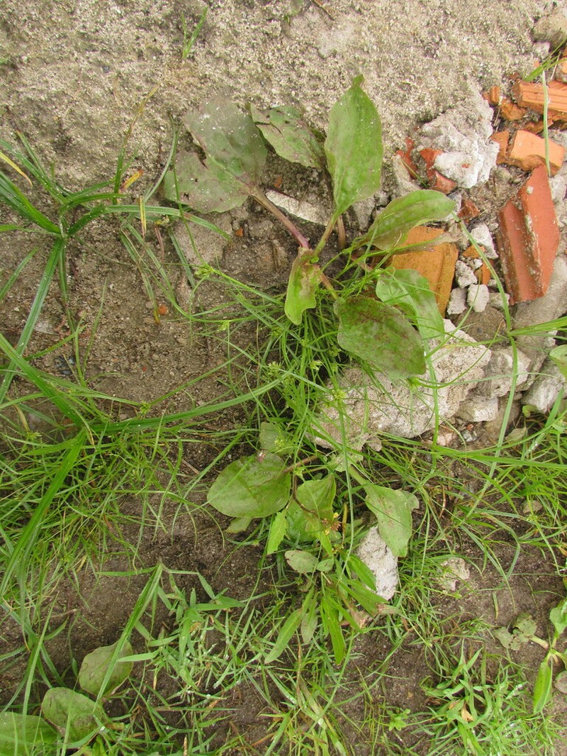 Yellow Flatsedge photo 3