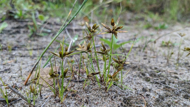 Yellow Flatsedge photo 5