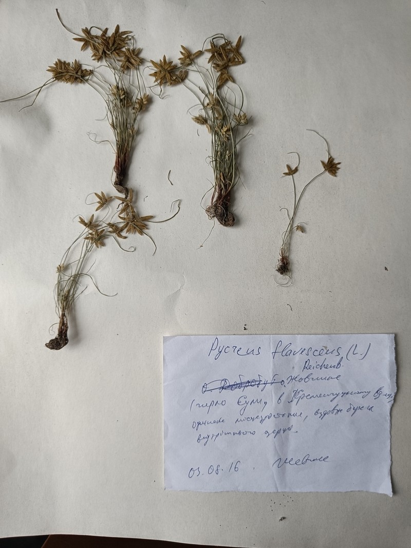 Yellow Flatsedge photo 6