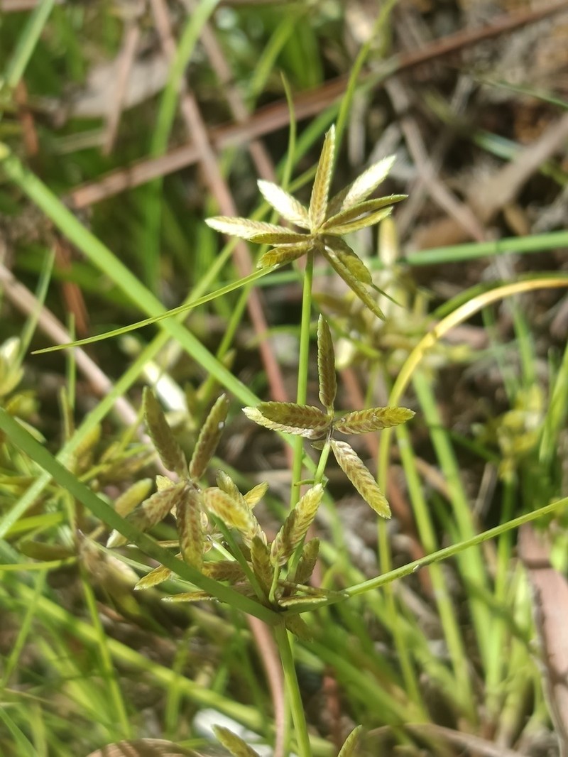 Yellow Flatsedge photo 7