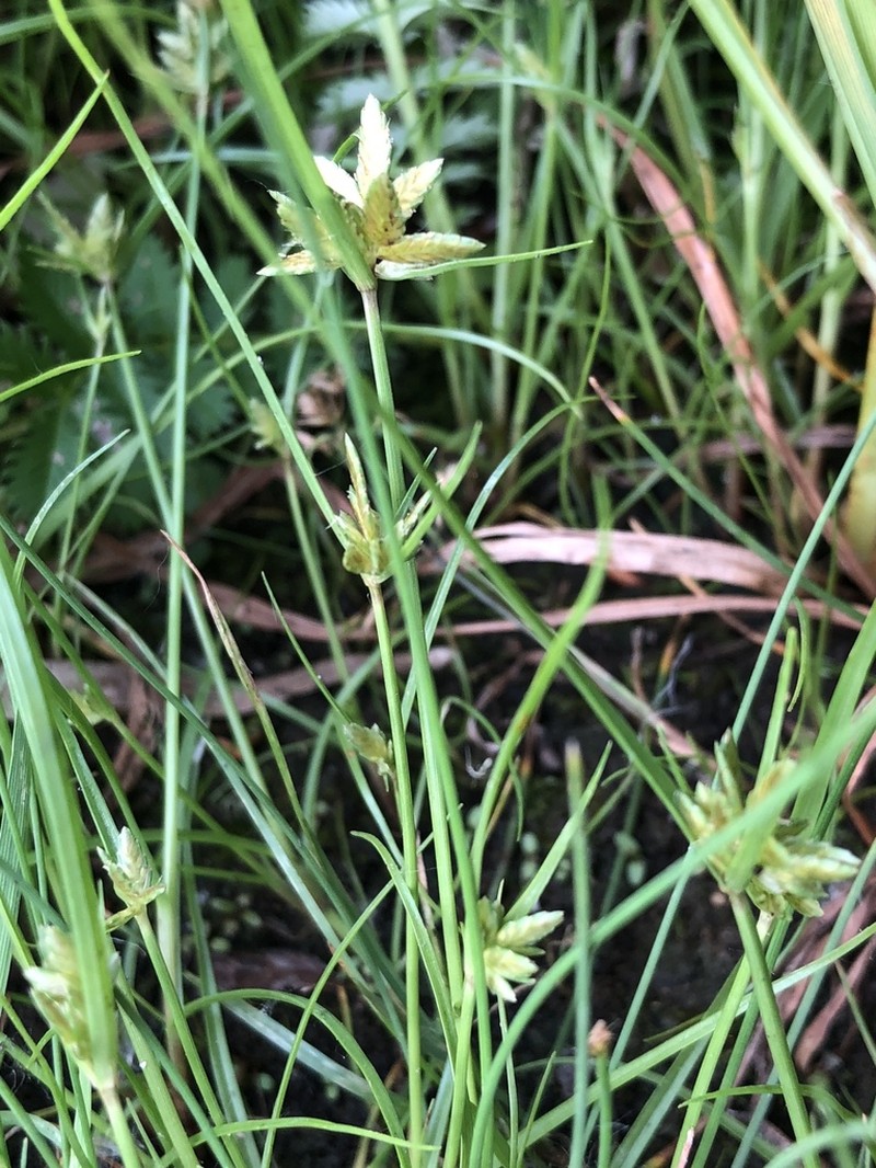 Yellow Flatsedge photo 8