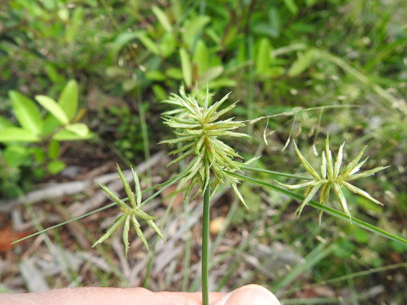 Rio Grande Sedge photo 2