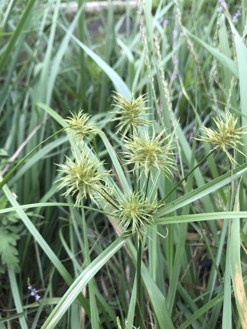 Rio Grande Sedge photo 3