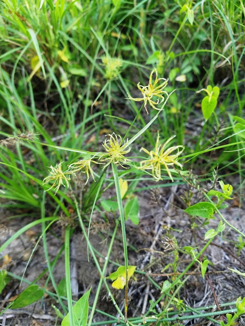 Rio Grande Sedge photo 4