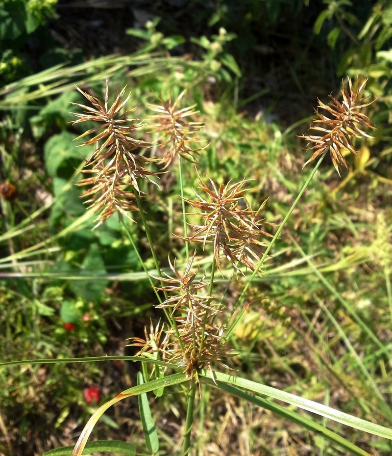 Rio Grande Sedge photo 5