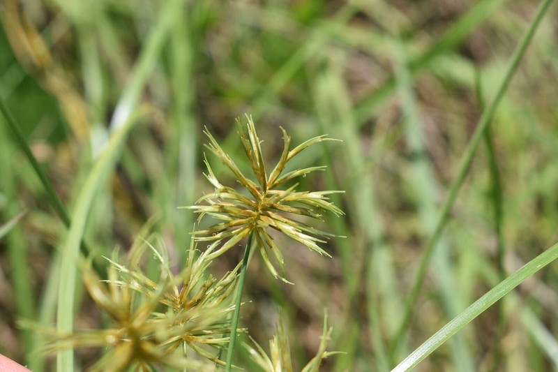 Rio Grande Sedge photo 7