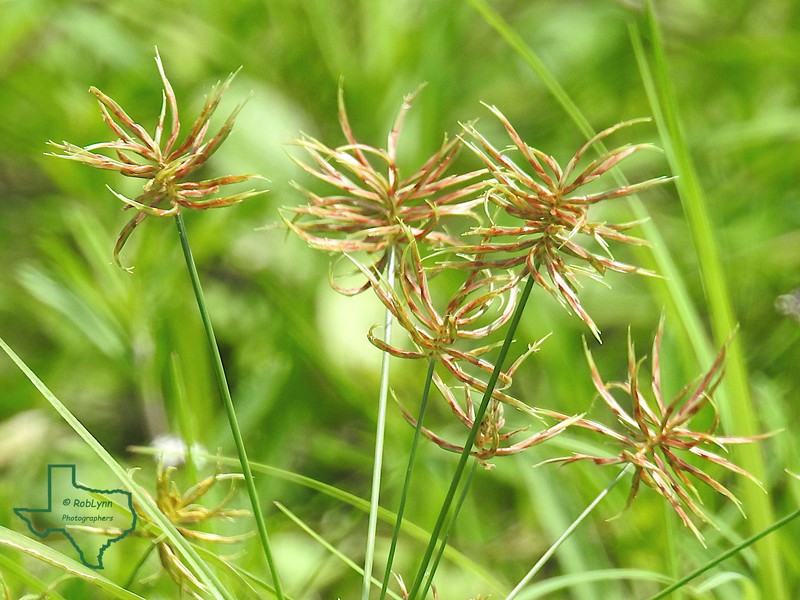 Rio Grande Sedge photo 8